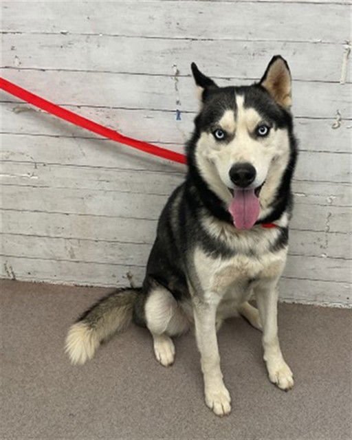 MARBLES - Siberian Husky available for adoption