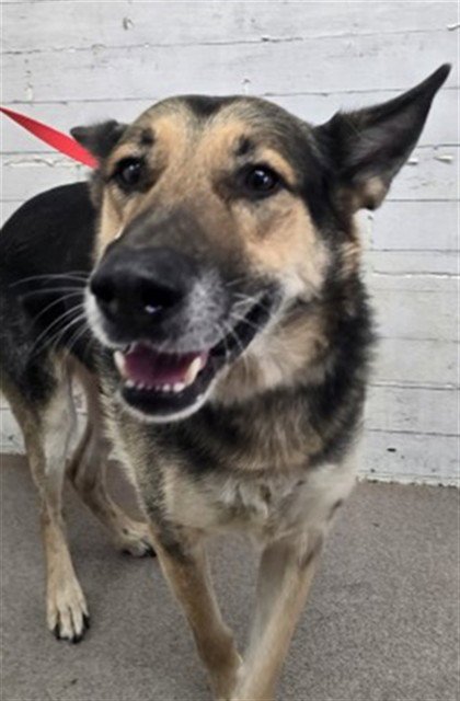 PRINCE - German Shepherd Dog available for adoption
