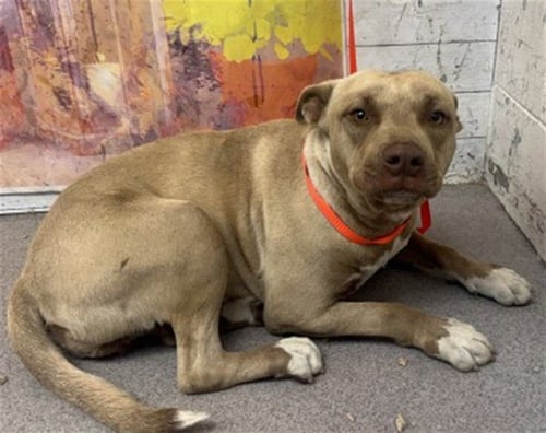 GAYLE - Pit Bull Terrier available for adoption
