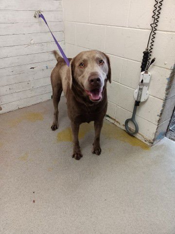 CHARLIE - Labrador Retriever available for adoption