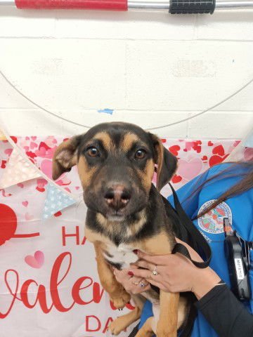 JENNA - German Shepherd Dog available for adoption