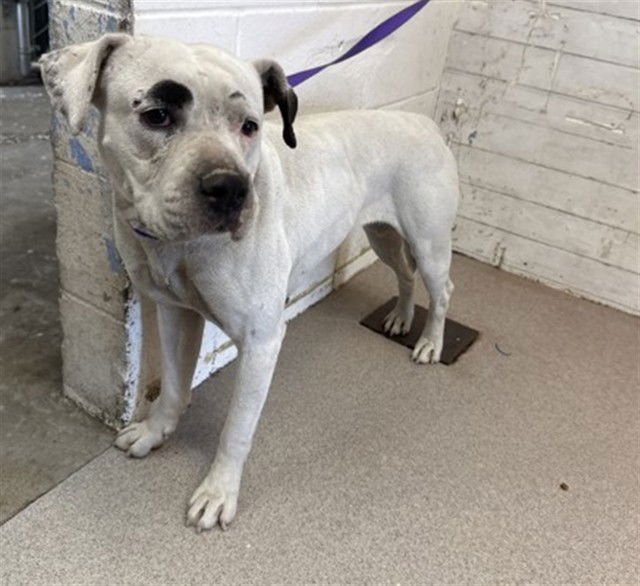 BELLA - Pit Bull Terrier available for adoption