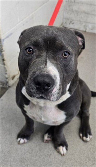 APPLE - Pit Bull Terrier available for adoption