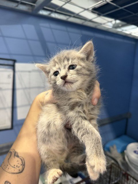 JANE - Domestic Short Hair available for adoption