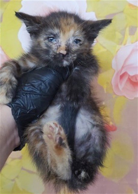 ACACIA - Domestic Short Hair available for adoption