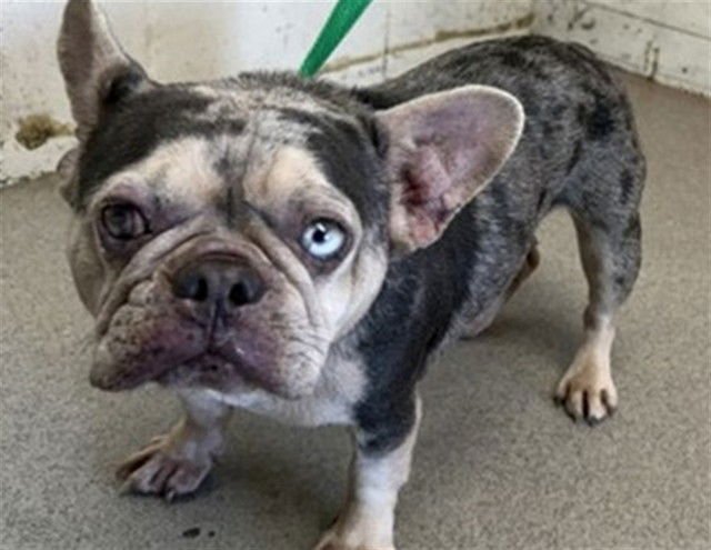 MOON PIE - French Bulldog available for adoption