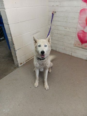 OLIVIER - Siberian Husky available for adoption