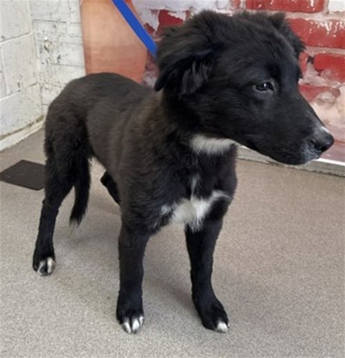 JORDAN - German Shepherd Dog available for adoption