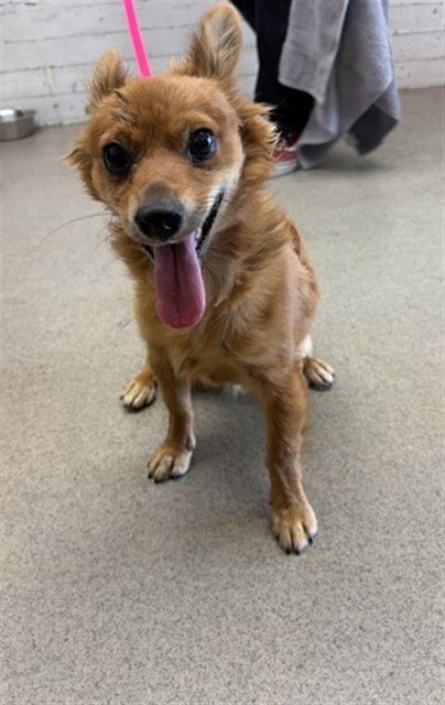 MACARONI - Chihuahua available for adoption