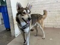 ENZO - Photo 1