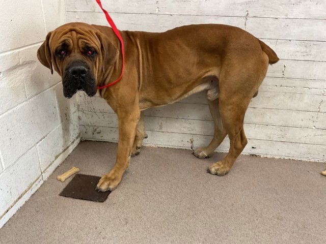 MOJO JOJO - Bullmastiff available for adoption