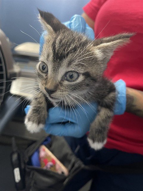 TIANA - Domestic Short Hair available for adoption