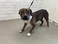 MAMA BEAR - Photo 1