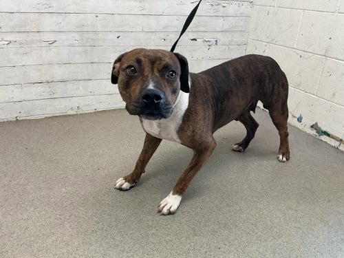 MAMA BEAR - Pit Bull Terrier available for adoption