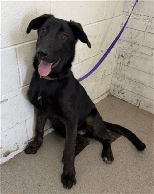 LINDA - German Shepherd Dog available for adoption