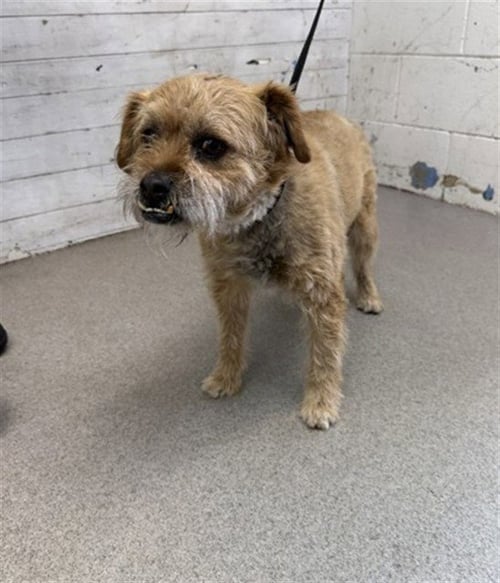 RIPPLE - Border Terrier available for adoption