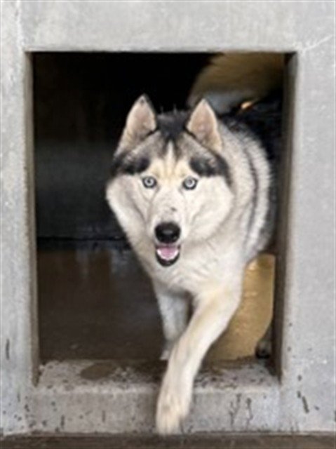 ZURG - Siberian Husky available for adoption