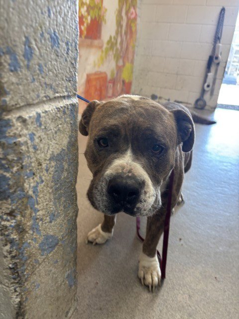 HAGRID - Pit Bull Terrier available for adoption