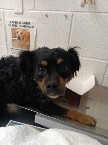 BROOKIE - Chihuahua available for adoption