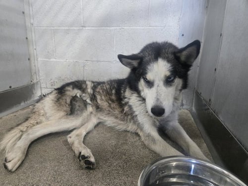 ROYAL - Siberian Husky available for adoption