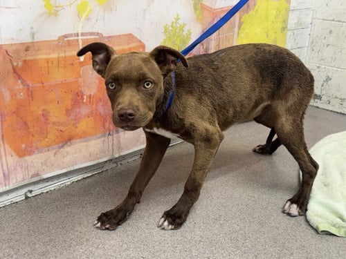 TESHIE - Pit Bull Terrier for adoption in San Bernardino