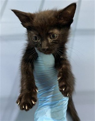 POE - Domestic Short Hair available for adoption