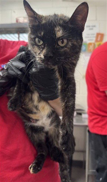 AVA - Domestic Short Hair available for adoption