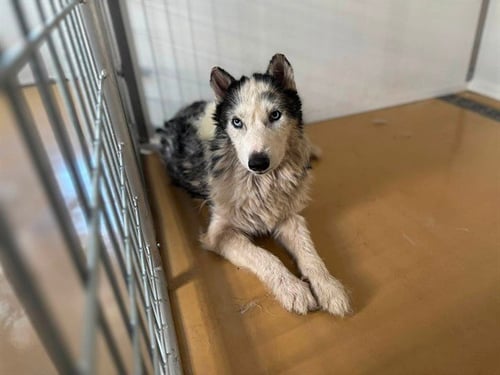 MATCHA - Siberian Husky available for adoption