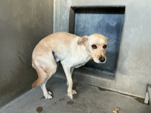 BRIAN - Chihuahua available for adoption