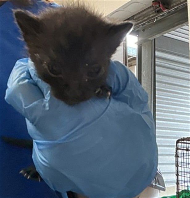 A590669 - Siamese available for adoption