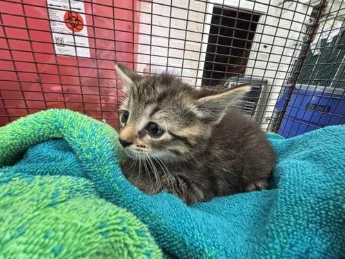 RANGOON - Domestic Short Hair available for adoption