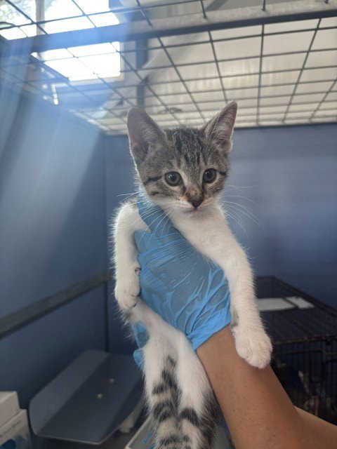 KENDALL - Domestic Medium Hair available for adoption