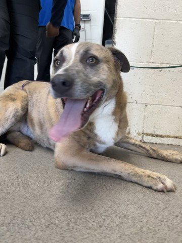 BLUE - Labrador Retriever / Pit Bull Terrier available for adoption