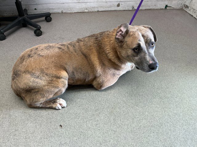 BLUE Image
