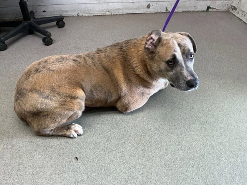 BLUE - Labrador Retriever / Pit Bull Terrier available for adoption