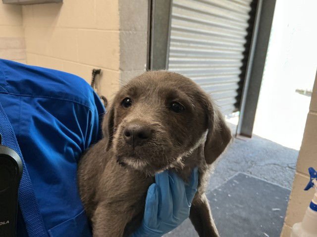 CHERRY - Pit Bull Terrier available for adoption