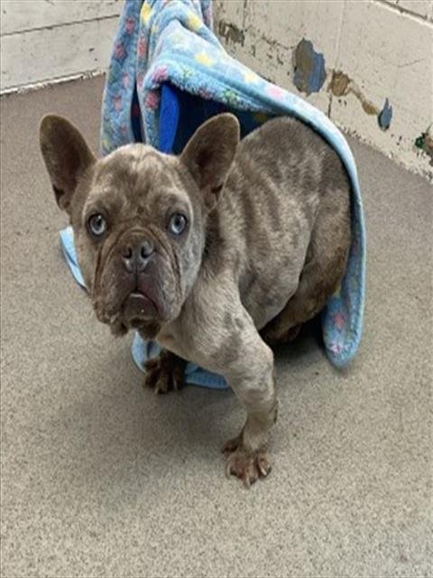 BAISL - French Bulldog available for adoption