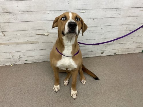 LUPE - Pit Bull Terrier available for adoption