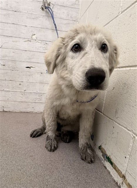 TILLY - Great Pyrenees available for adoption