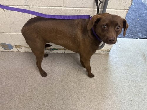 SOY - Chihuahua available for adoption