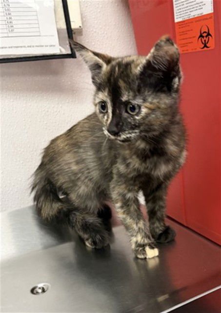 SOPHIRA - Domestic Short Hair available for adoption