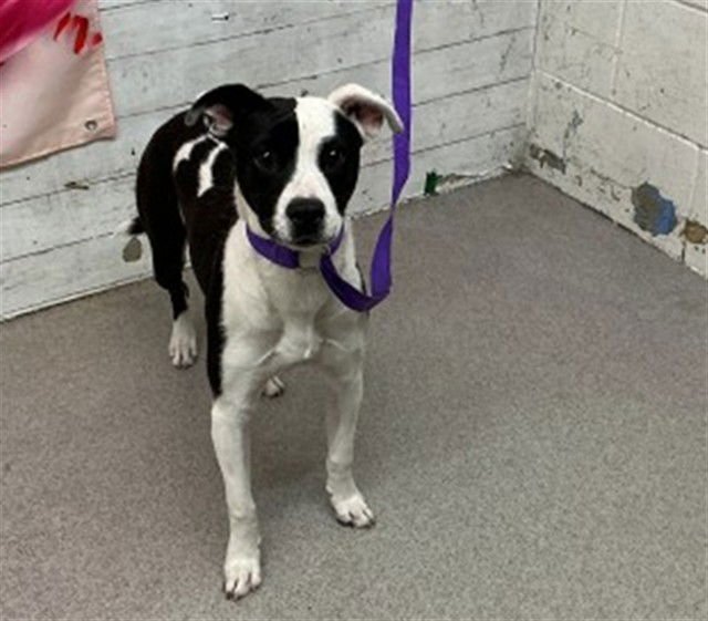 PRUE - Pit Bull Terrier available for adoption