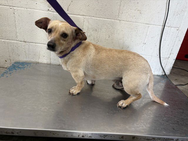 DRAKO - Dachshund available for adoption