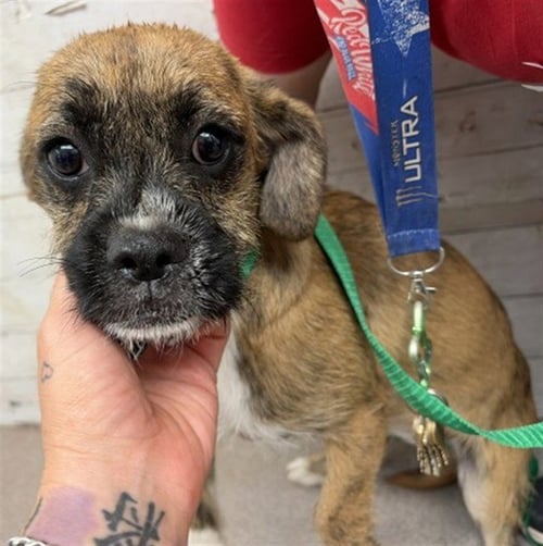 SHILOH - Terrier available for adoption