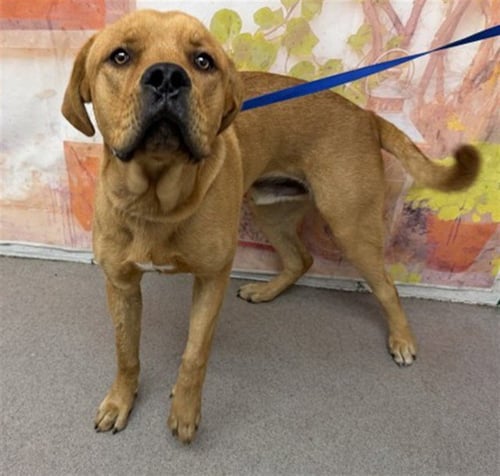 CARL - Mastiff available for adoption