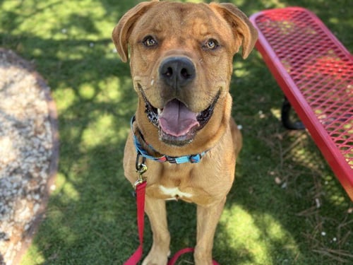 CARL - Mastiff available for adoption