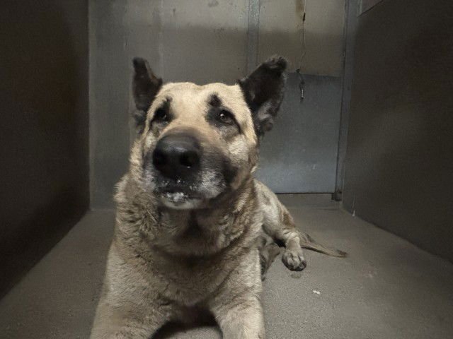 REBEL - German Shepherd Dog available for adoption