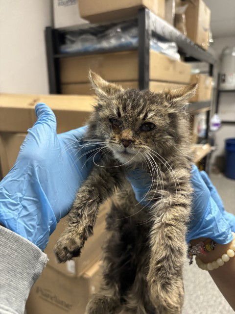 ATREYU - Domestic Medium Hair available for adoption