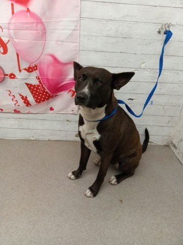 BABY GIRL - Pit Bull Terrier available for adoption