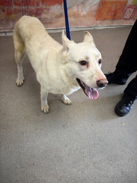 LUKE - Siberian Husky available for adoption